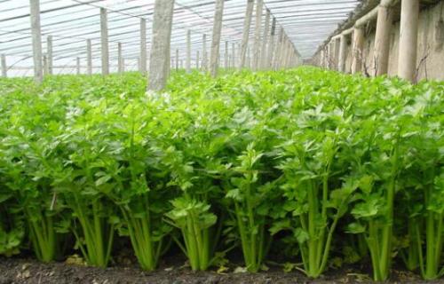 芹菜如何种植？看看河北的王大哥种植的芹菜施什么肥长得快？